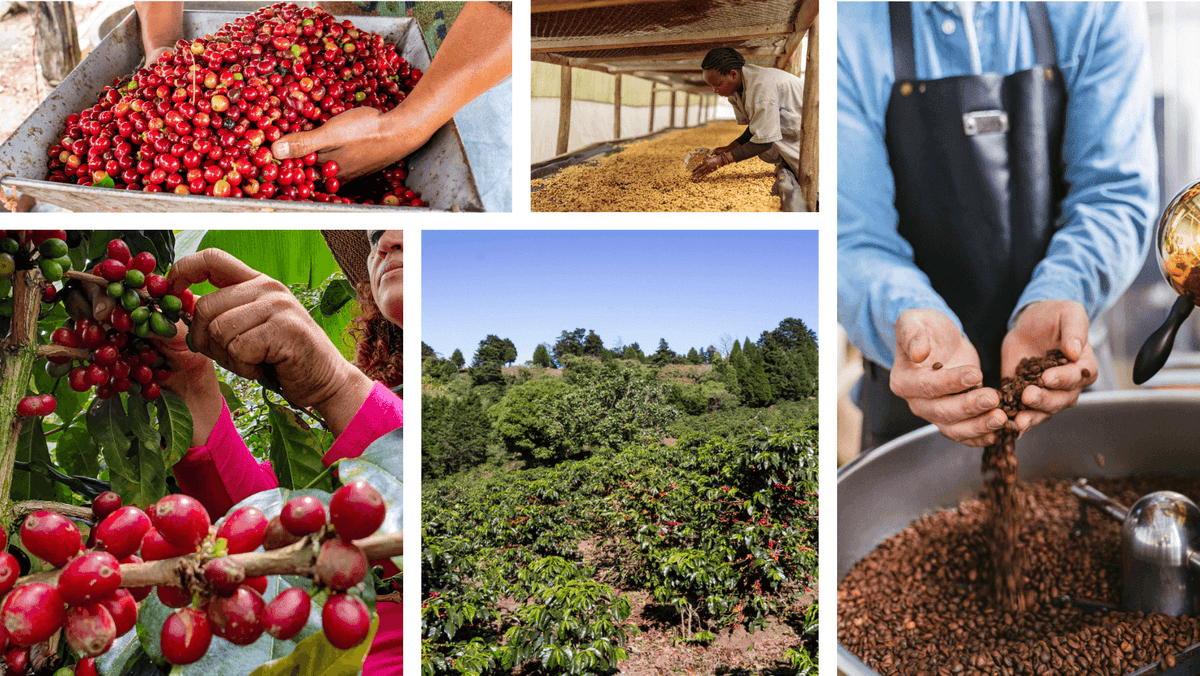 learning-the-coffee-journey-from-farm-to-cup