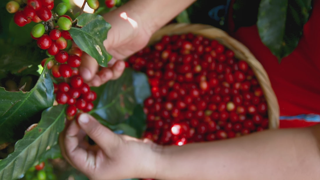 A-lady-picking-red-coffee-cherries-of-the-tree