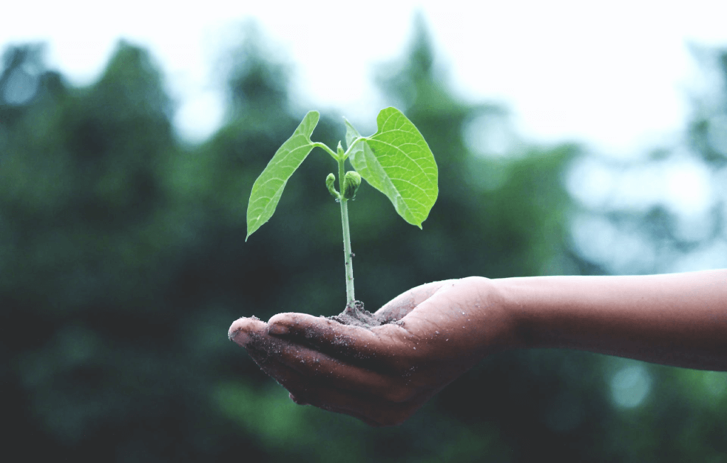 women-holding-a-coffee-seedling-plant
